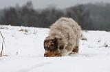 BERGER AUSTRALIEN PUPPIES 449